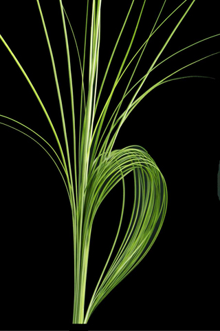 花材的类别之线状花材